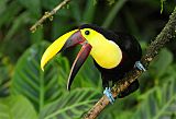 Yellow-throated Toucan