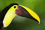 Yellow-throated Toucanborder=