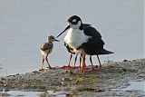 Black-necked Stiltborder=