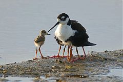 Black-necked Stilt