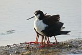 Black-necked Stiltborder=