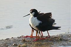 Black-necked Stilt