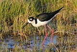 Black-necked Stiltborder=