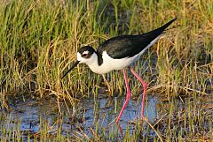 Black-necked Stilt