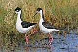 Black-necked Stilt