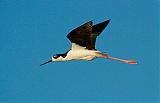 Black-necked Stiltborder=