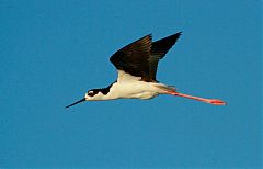 Black-necked Stilt