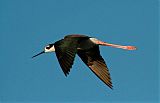 Black-necked Stiltborder=