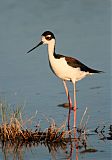 Black-necked Stilt