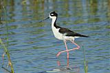 Black-necked Stilt