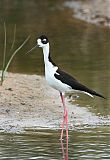 Black-necked Stiltborder=