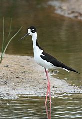 Black-necked Stilt