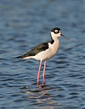 Black-necked Stilt