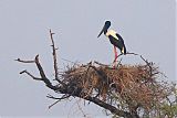 Black-necked Storkborder=