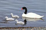 Black-necked Swan