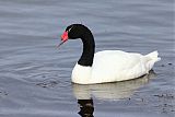Black-necked Swanborder=