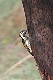 Black-rumped Flamebackborder=