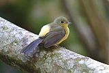 Black-tailed Flycatcher