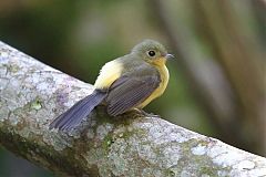 Black-tailed Flycatcher