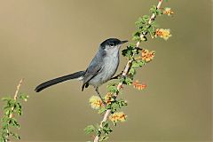 Black-tailed Gnatcatcher