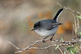 Black-tailed Gnatcatcherborder=