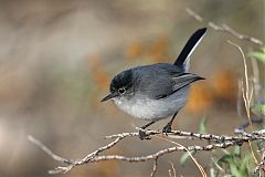 Black-tailed Gnatcatcher