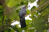 Black-tailed Trogonborder=