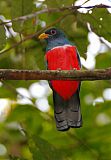 Black-tailed Trogonborder=