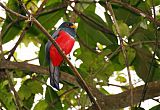 Black-tailed Trogonborder=