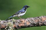 Black-throated Blue Warblerborder=