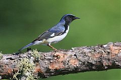 Black-throated Blue Warbler