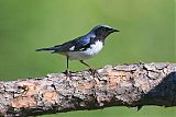 Black-throated Blue Warblerborder=