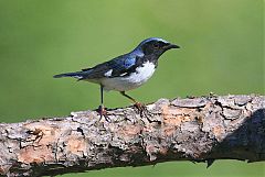 Black-throated Blue Warbler