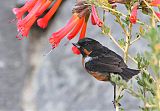 Black-throated Flowerpiercerborder=