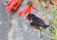 Black-throated Flowerpiercer