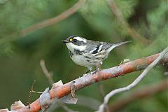 Black-throated Gray Warbler