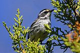 Black-throated Gray Warbler