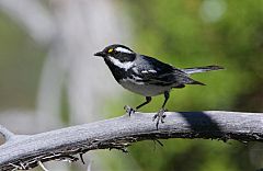 Black-throated Gray Warbler