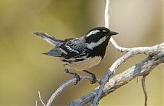 Black-throated Gray Warbler