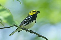 Black-throated Green Warbler