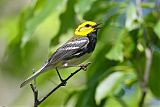 Black-throated Green Warbler