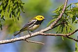 Black-throated Green Warbler