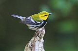 Black-throated Green Warbler