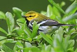 Black-throated Green Warbler