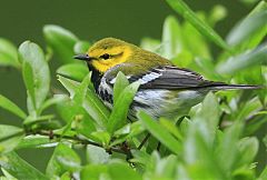 Black-throated Green Warbler