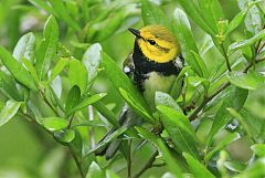 Black-throated Green Warbler