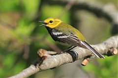 Black-throated Green Warbler