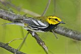 Black-throated Green Warbler