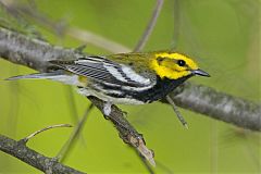 Black-throated Green Warbler