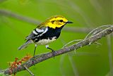 Black-throated Green Warbler